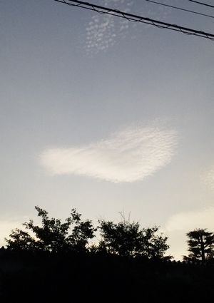 鳩サブレのような雲